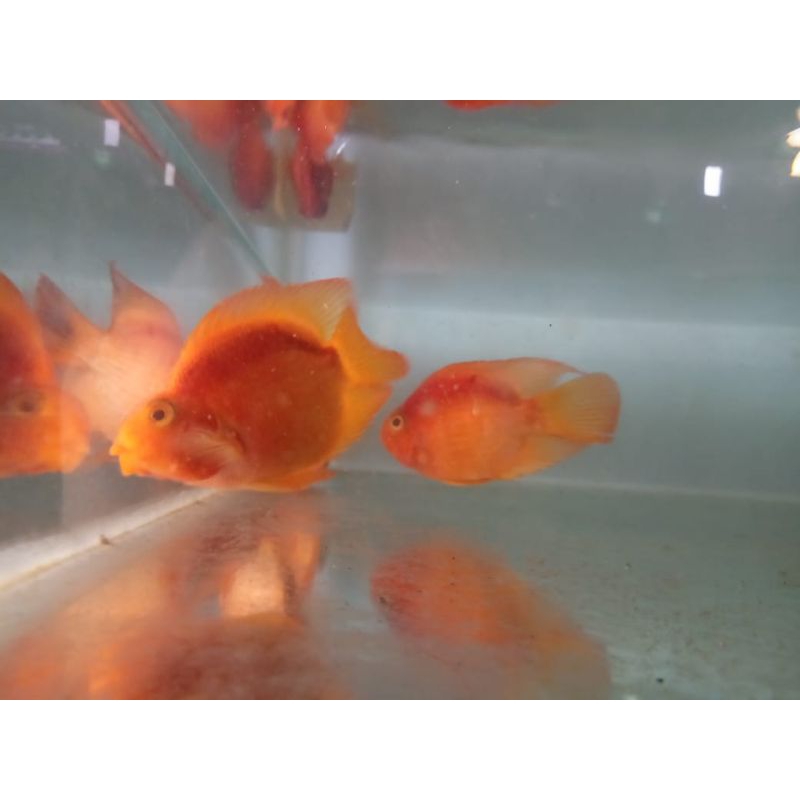 

ikan perot/Parrot/perot hias merah merona