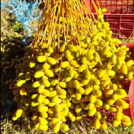 

Kurma Muda Fresh Segar Bukan Frozen Asli Untuk Promil 1kg