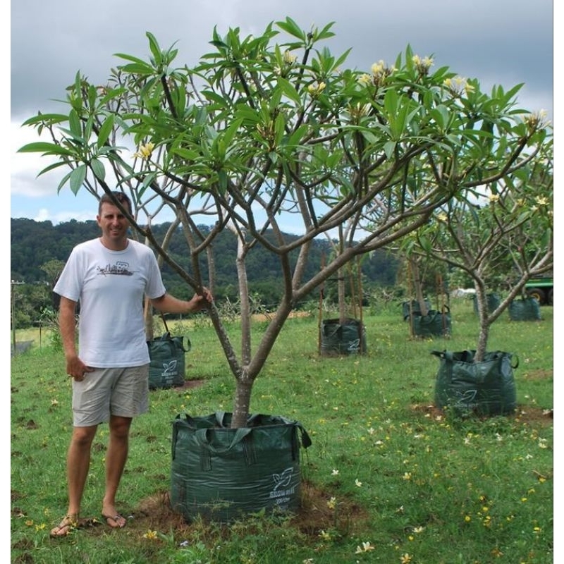 Tanaman Kamboja Bali Batang Beser Tinggi 2 -3 Meter Bonsai Pohon Kamboja Jepun Plumeria Tanaman Hidu