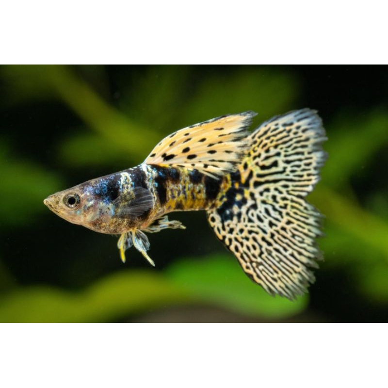 Ikan Guppy Yellow Tiger King Cobra ( YTKC ) Usia Remaja 2/3 Bulan