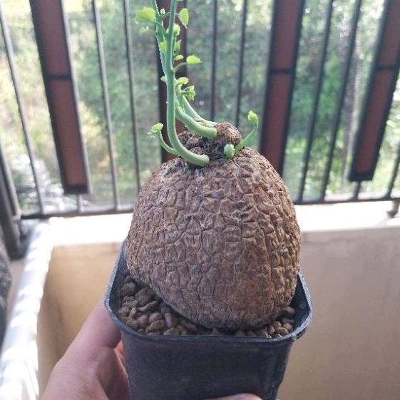 Stephania Venosa Tanaman Hias Impor Kaktus Sukulen Caudex