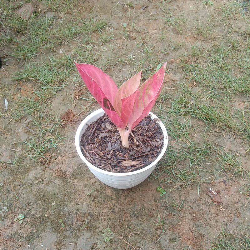 aglonema pride of sumatra(pos) mutasi(pelgol)