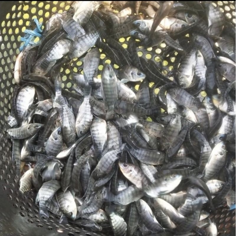 Bibit ikan mujaer/nila hitam ukuran 1 jari murah berkualitas