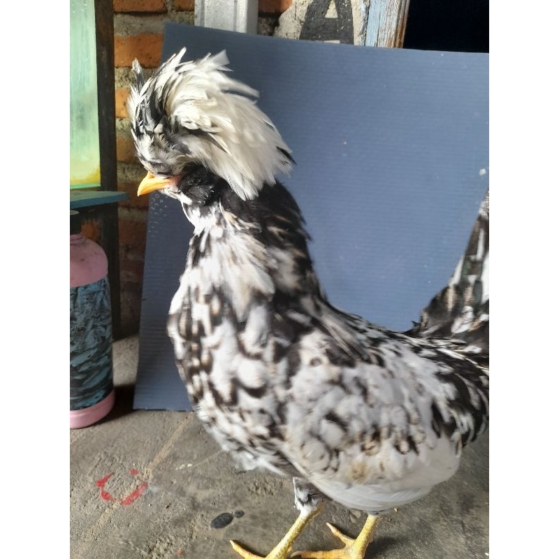 ayam poland sepasang