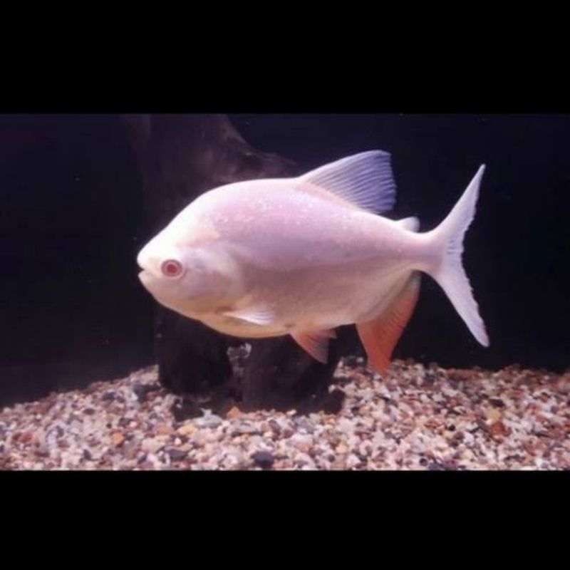 hiasan aquarium / bawal pacu albino