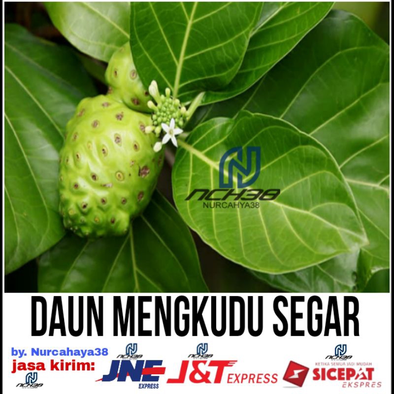 

Daun mengkudu segar dan fresh