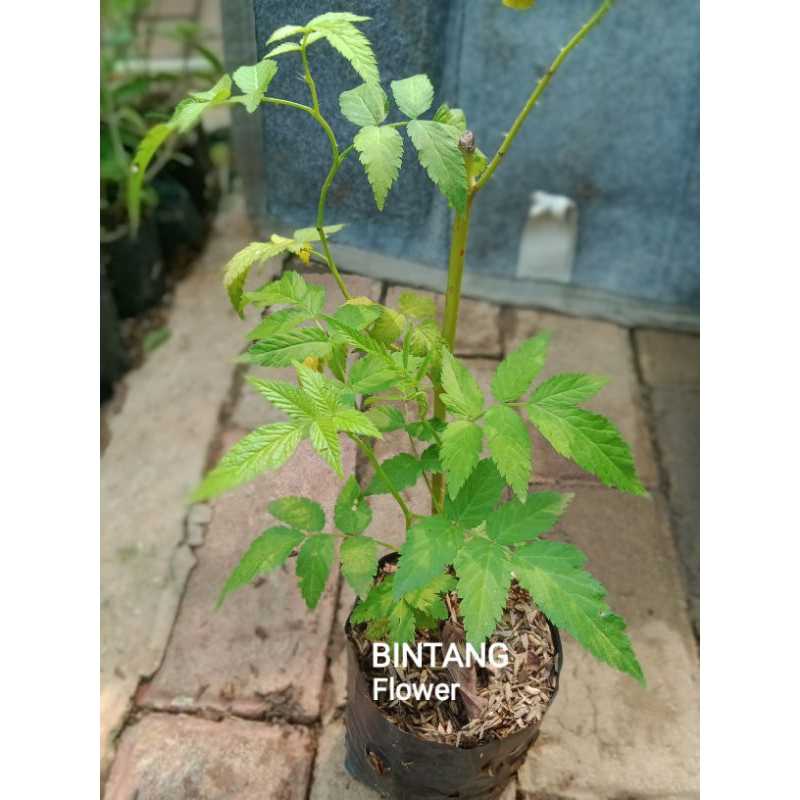 tanaman buah langka arben