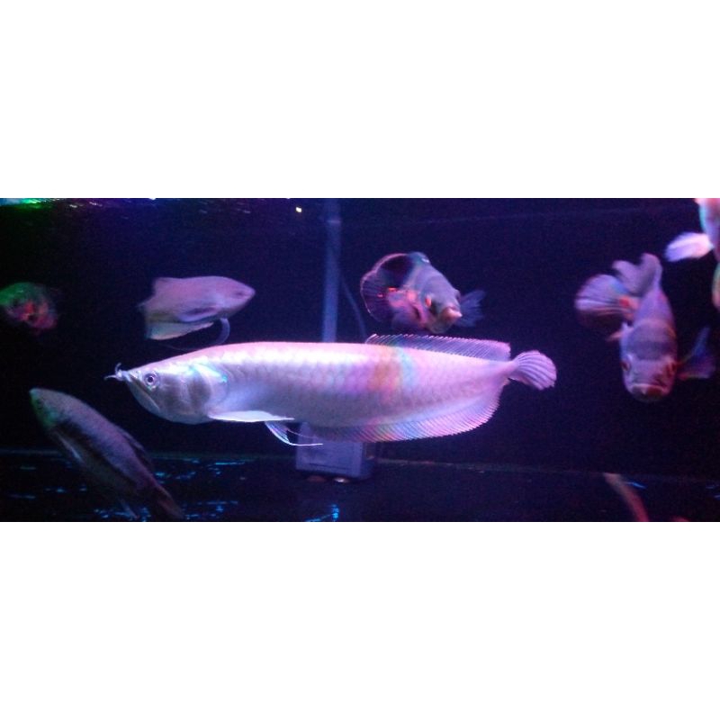 ikan arwana silver red Brazil 55 cm mulus