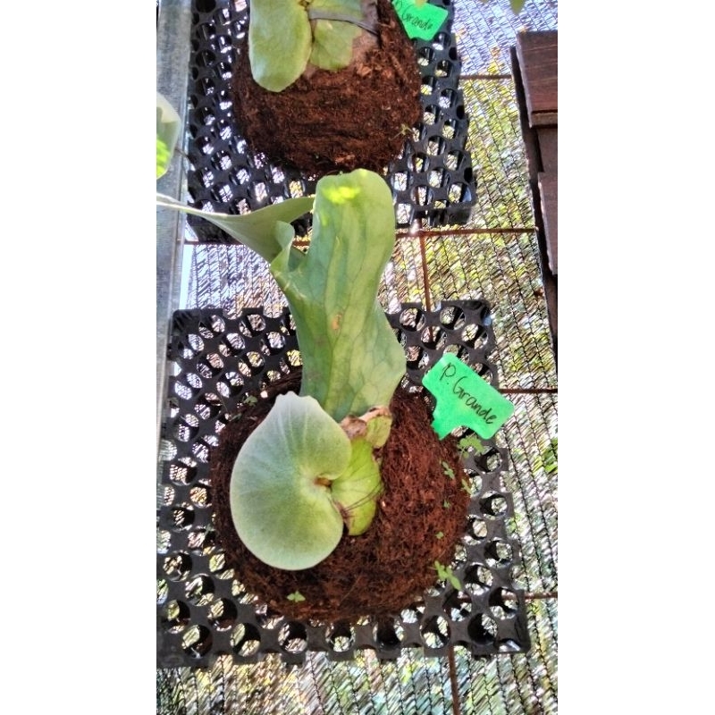 Platycerium Grande | Simbar Sulawesi | Tanduk Rusa