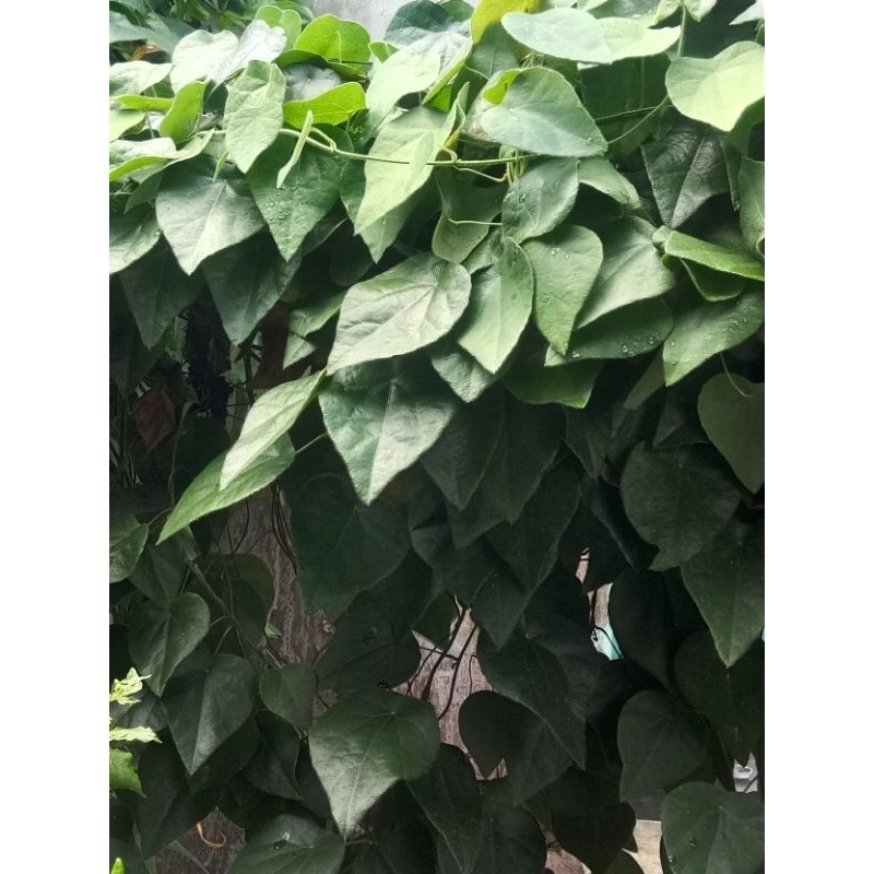 

Daun cincau rambat[ daun Cincau bulu|Caon| 35 lembar