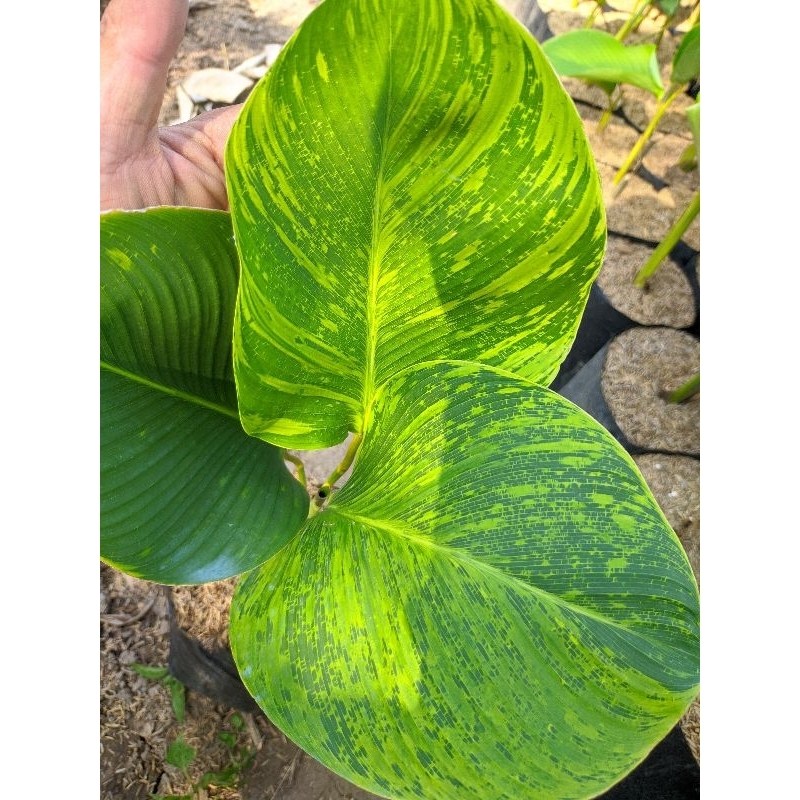 calathea lutea variegata / calathea pisang variegata