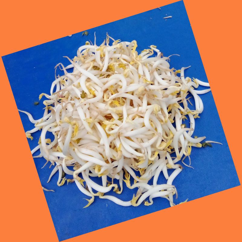 

toge sayur segar presh