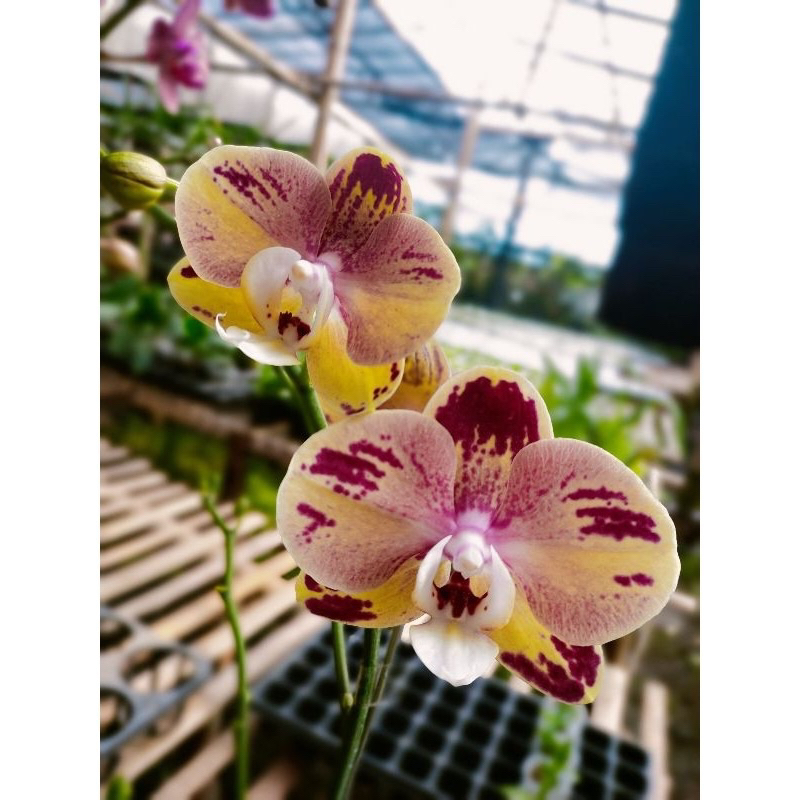 Anggrek bulan kuning sembur merah dewasa spike