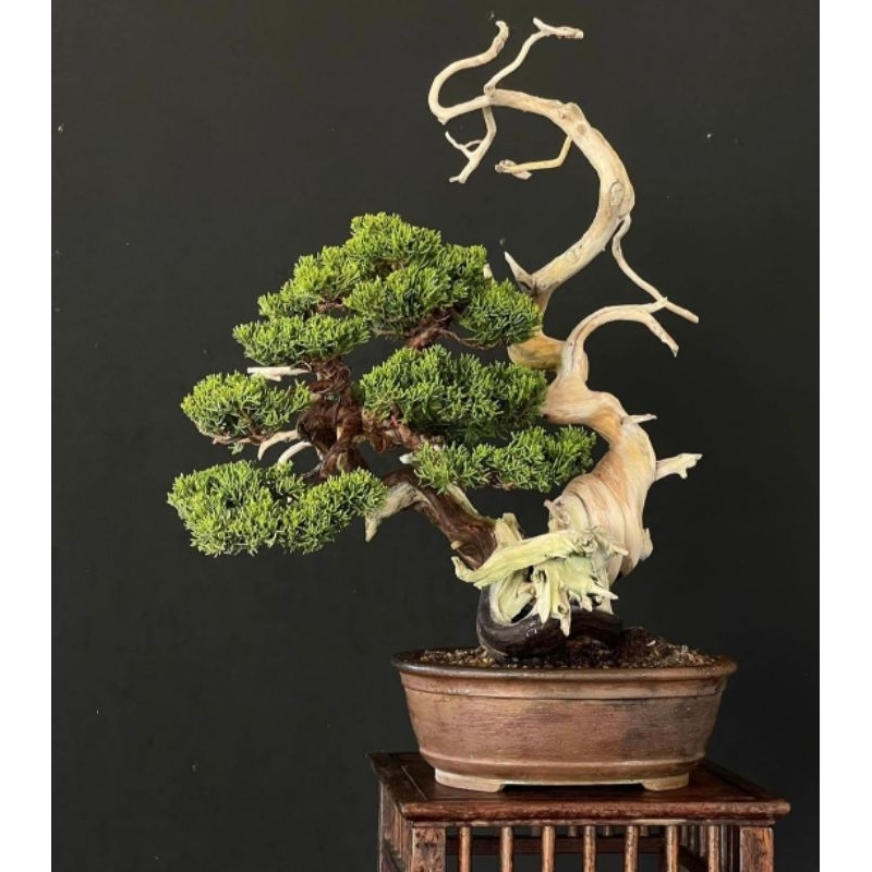 Bonsai Cemara Sargentii Itoigawa - Sargenti Jarum - Bahan berkarakter Unggulan
