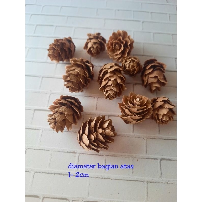 biji pinus mini ecer