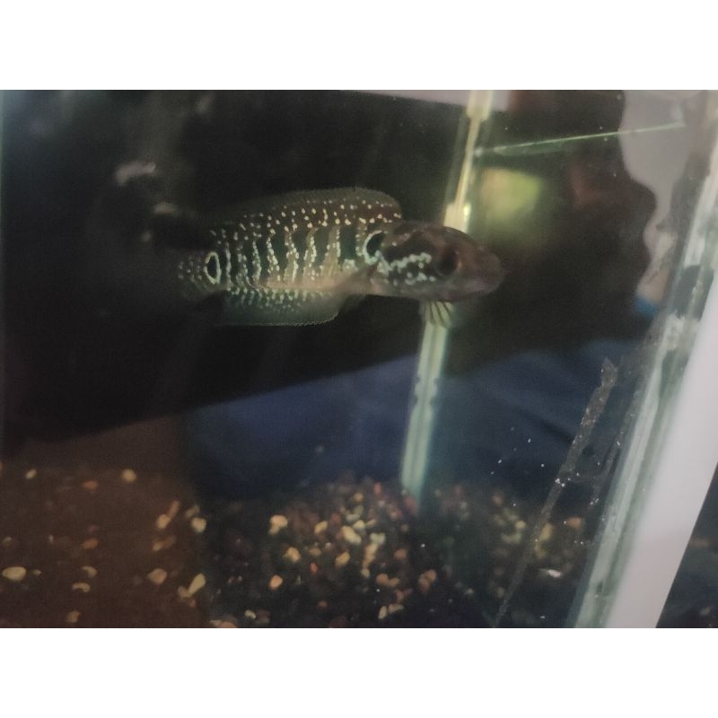 asiatica calon gondrong