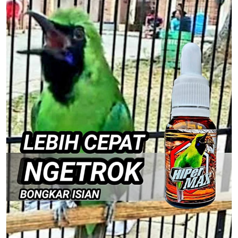 Hiper max Cucak ijo Rg raja goyang ngentrok gacor jamtrock bongkar isi