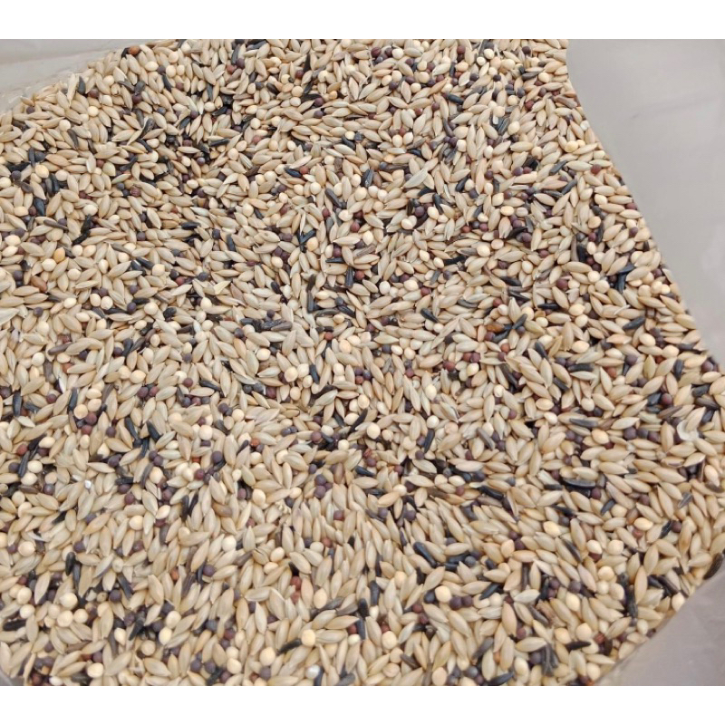 

kenari seed mix biji sawi 500gr