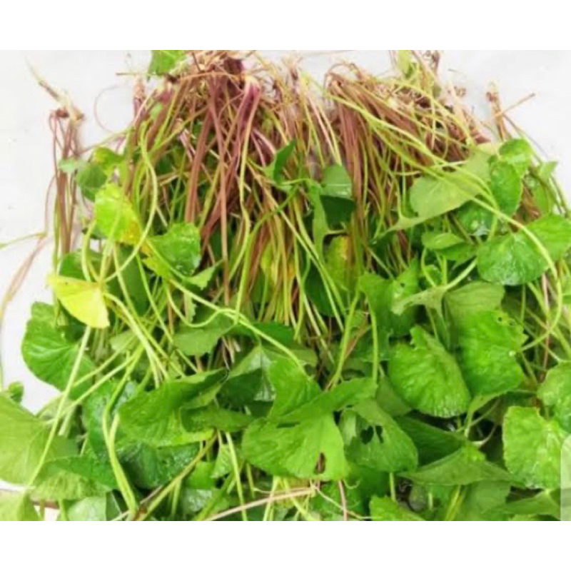 

Daun pegagan merah daun tapak kuda segar 1 kg-az