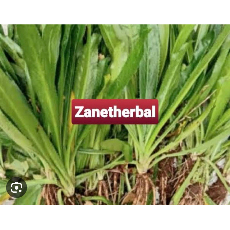 

Daun walang sangit segar isi 50 pohon plus akar-az