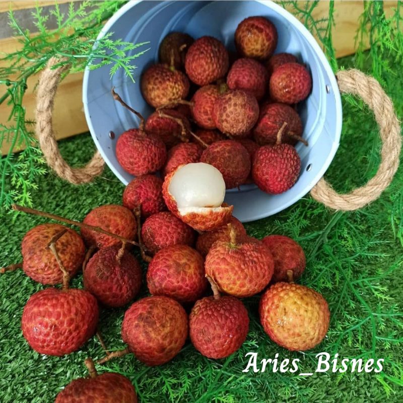 Bibit Buah Leci Madu/Leci Merah/Leci Com Khualitas Super