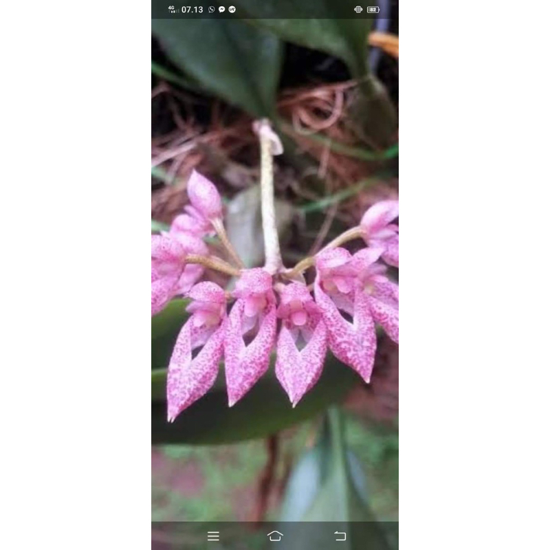 Anggrek Bulbophyllum Taeniophyllum | Bulbo bunga wangi | Bulbophyllum Murah