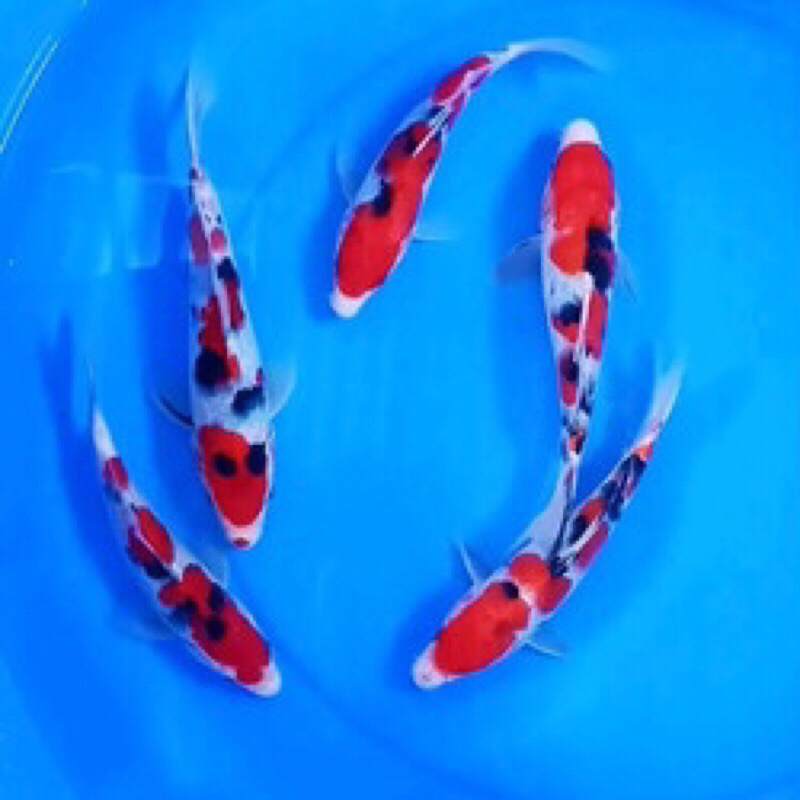 PROMO KOI SANKE BLITAR