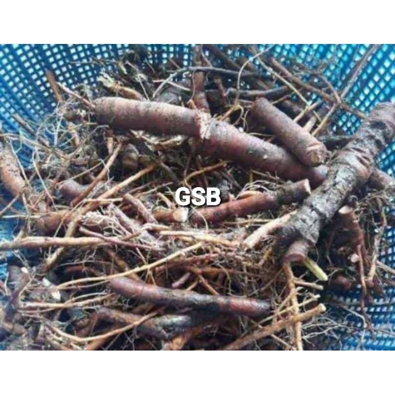 

Akar putri malu segar 1 kg fresh