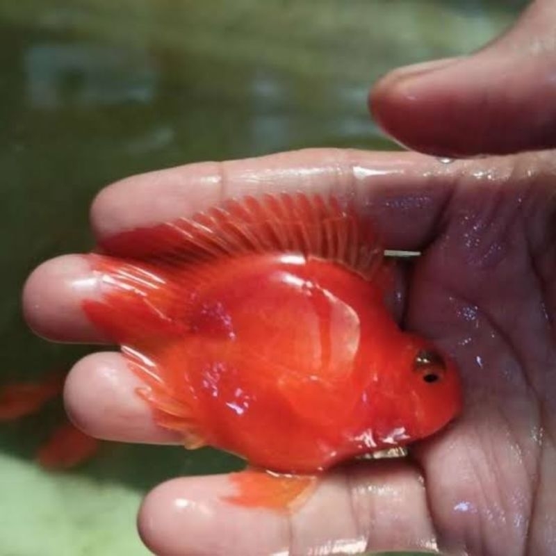 Red Parrot no tail 3-4jr (7-8cm) tankmate ikan hias predator