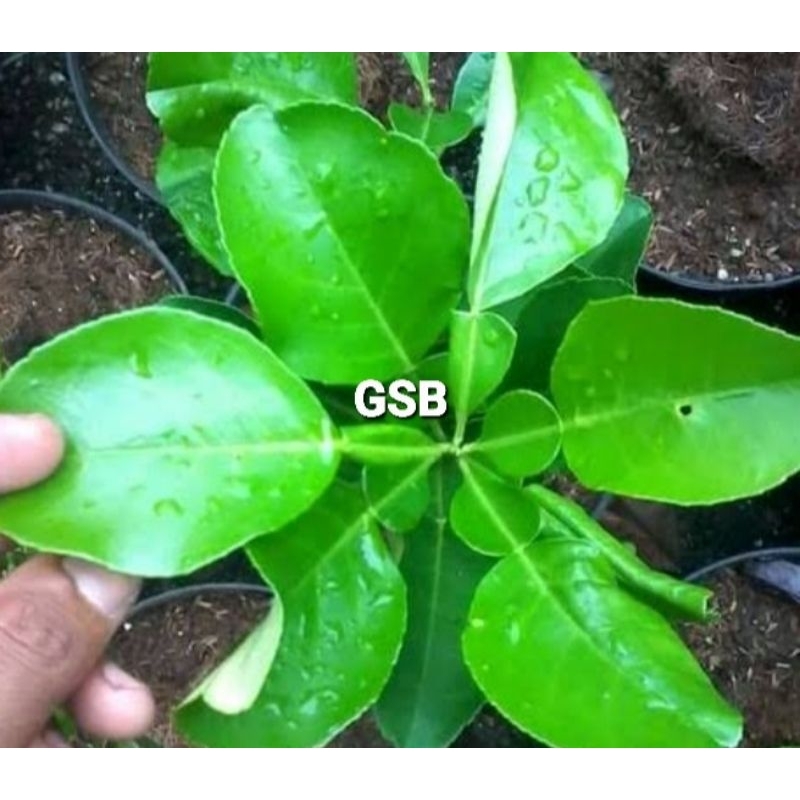 

Daun jeruk bali segar 1 kg petik langsung