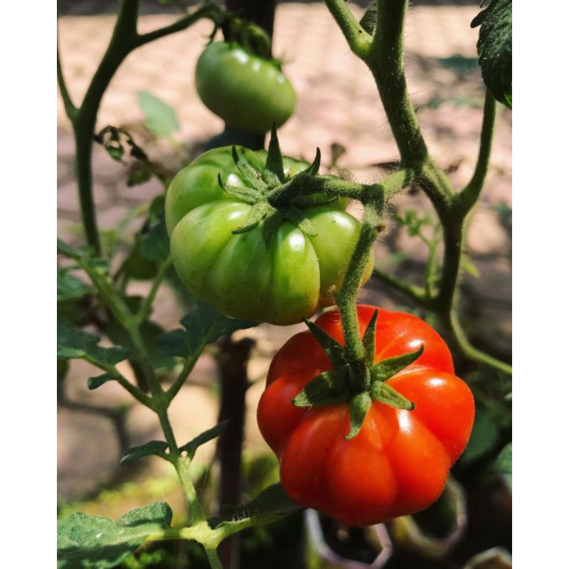 Benih Super Tomat Mawar Tomat Keriting F1 Tahan penyakit dan cuaca kualitas terbaik