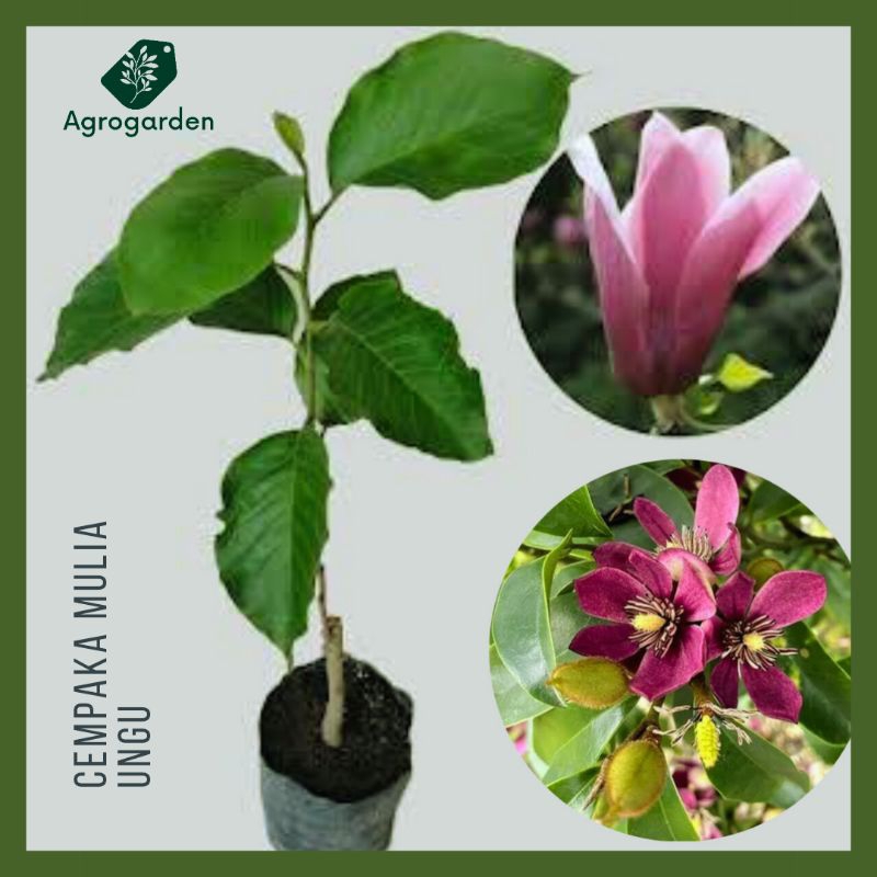 Tanaman hias Cempaka Mulia ungu - bunga cempaka mulia ungu