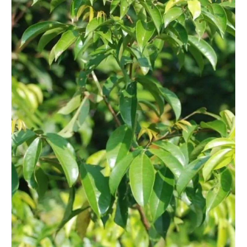 

Daun bunut segar petik langsung fresh-az