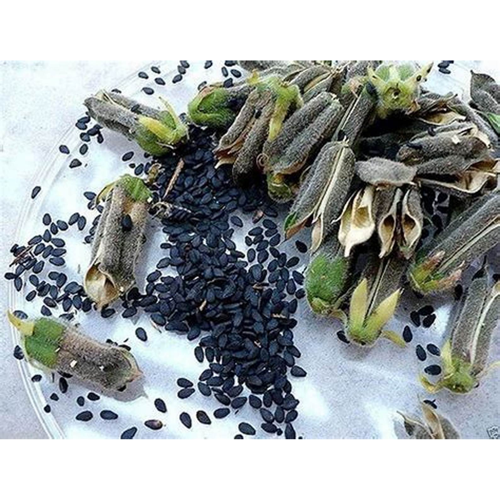 Biji Wijen Hitam (50 gr) / Black Sesame Seed