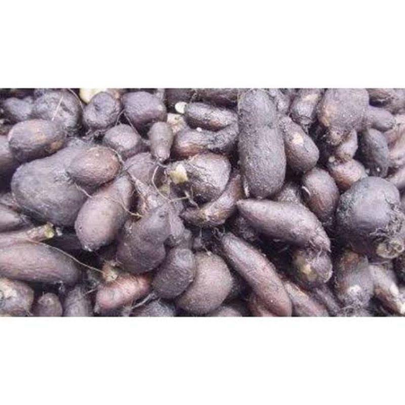 

kentang bulu kentang hitam kecil