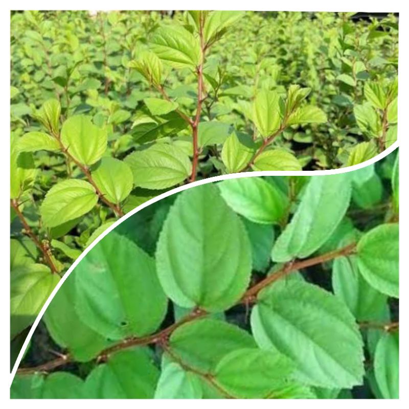 Pohon Bidara Arab Asli Rimbun