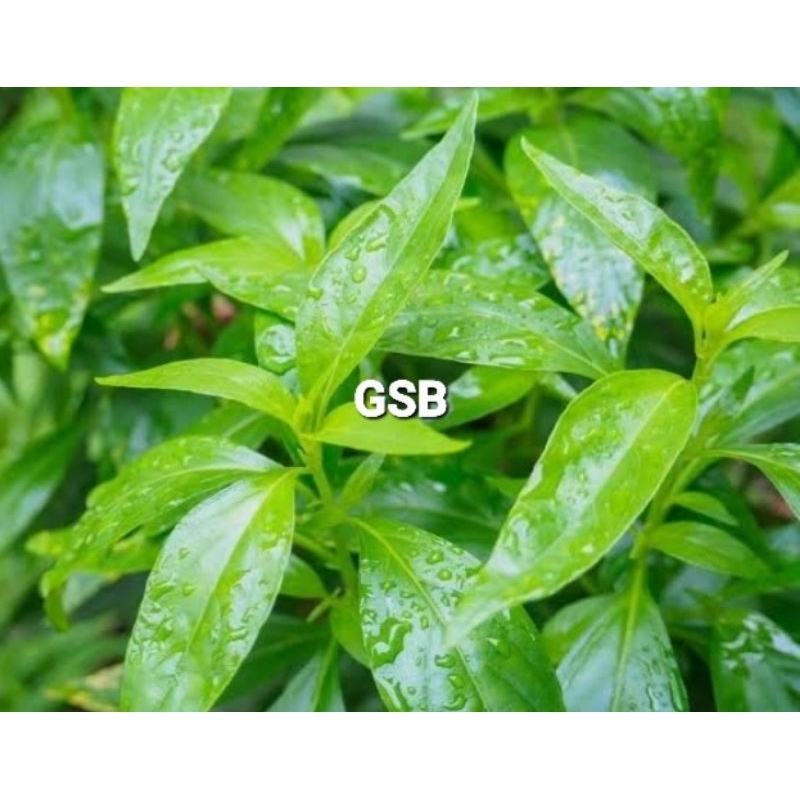 

Daun sambiloto segar fresh petik langsung