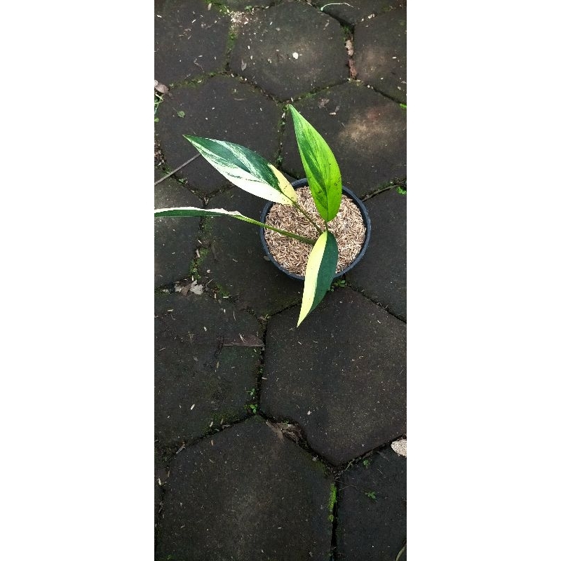 epipremnum amplisimum varigata