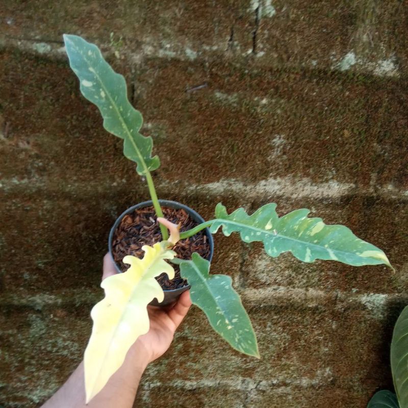 Philodendron ring of fire