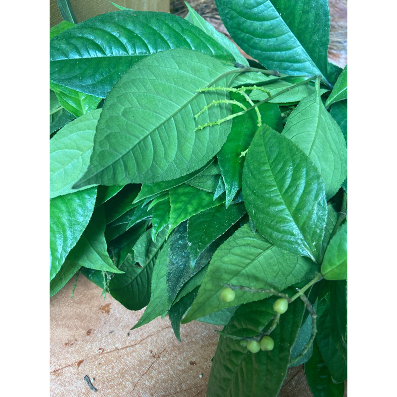 

Daun karas tulang daun kitulang segar 1 kg-az