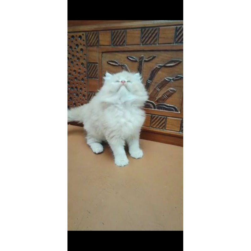 Kitten kucing persia