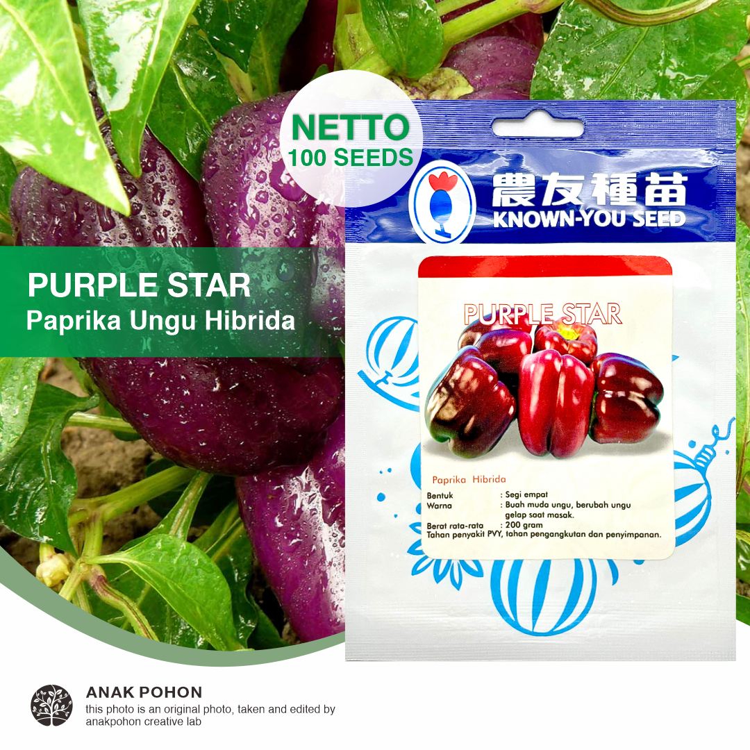 (1 PACK - 100 SEEDS) Benih Paprika Ungu Purple Star Hibrida F1 Seeds - Known You Seed KYS