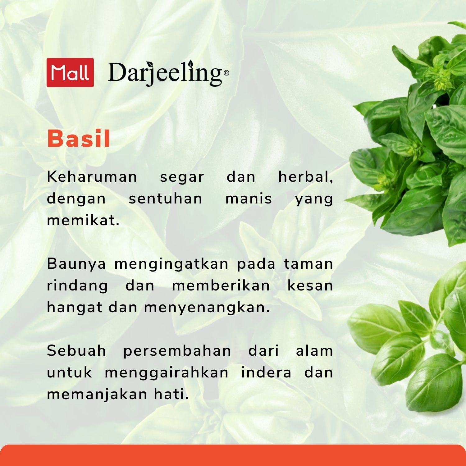 Darjeeling Basil Essential Oil / Minyak Basil Aromaterapi 10ml - 30ml