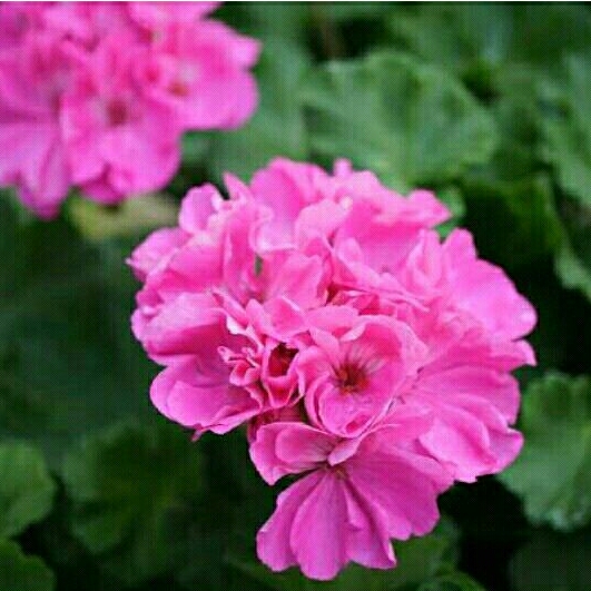 Tanaman Hias Geranium Pink