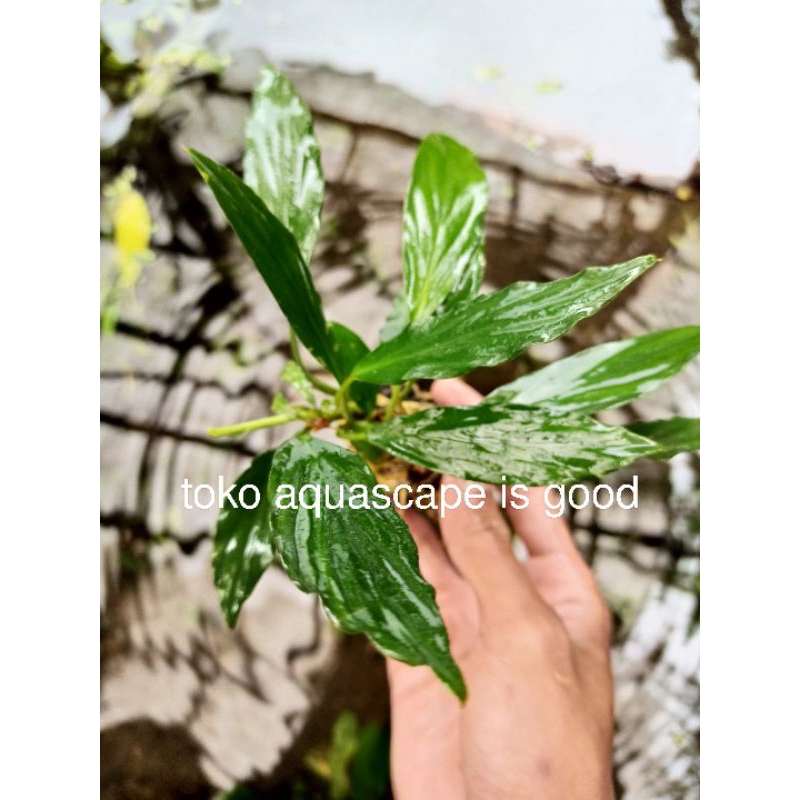 Anubias sp media wabikusa aquascape