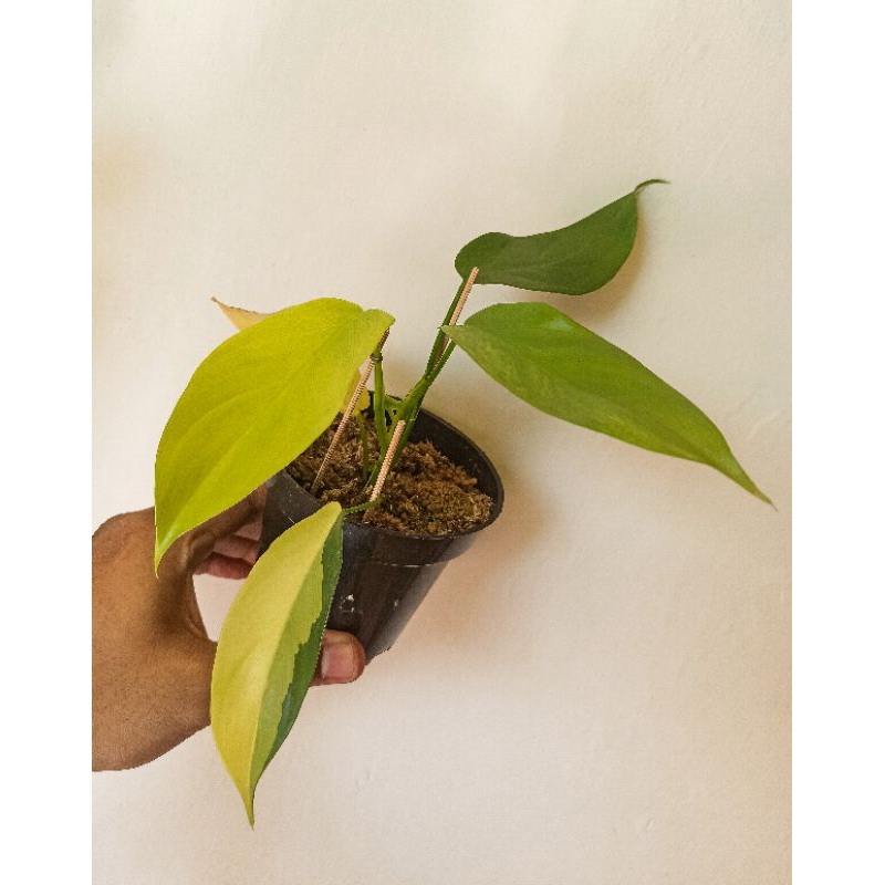 Philodendron Violin Variegata
