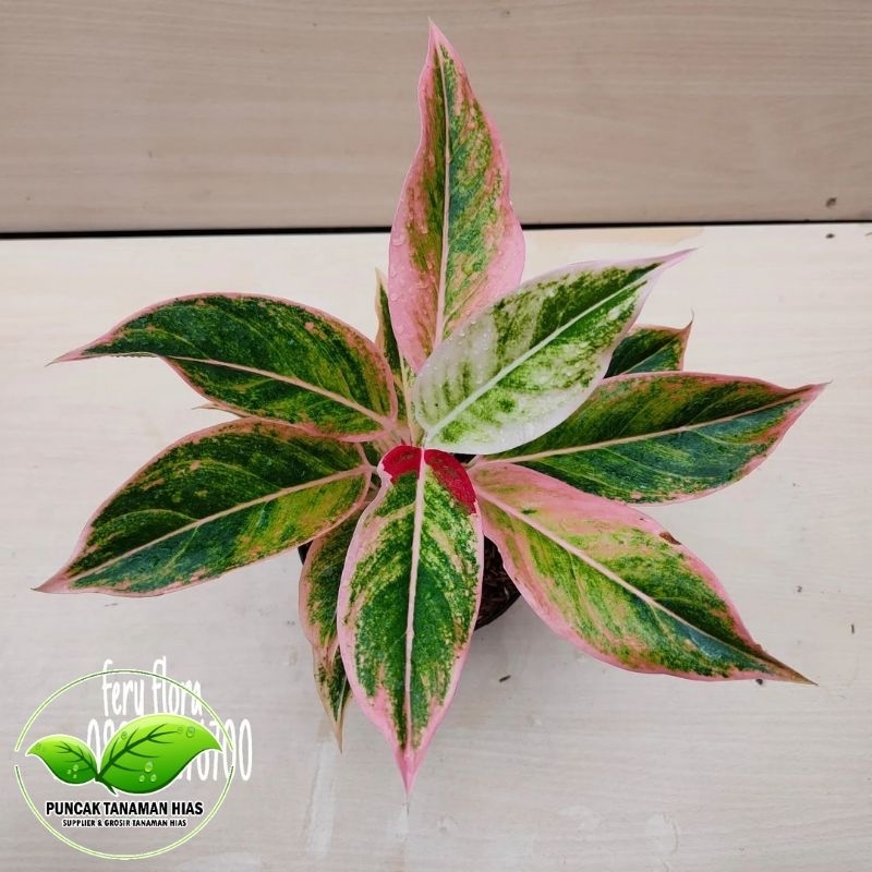 Tanaman hias aglonema lipstik pink - Aglonema lipstik pink klasik