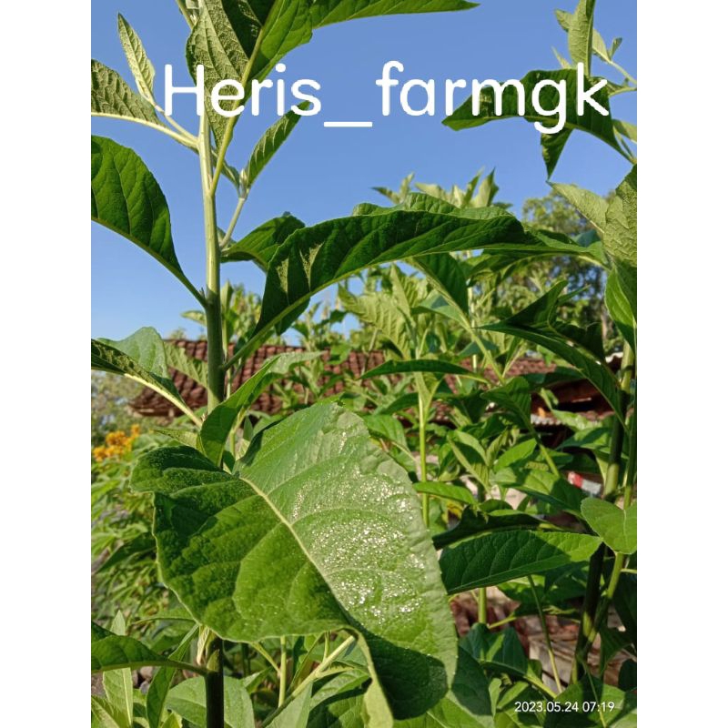 

Daun Afrika segar/Daun sambung nyawa 250gram