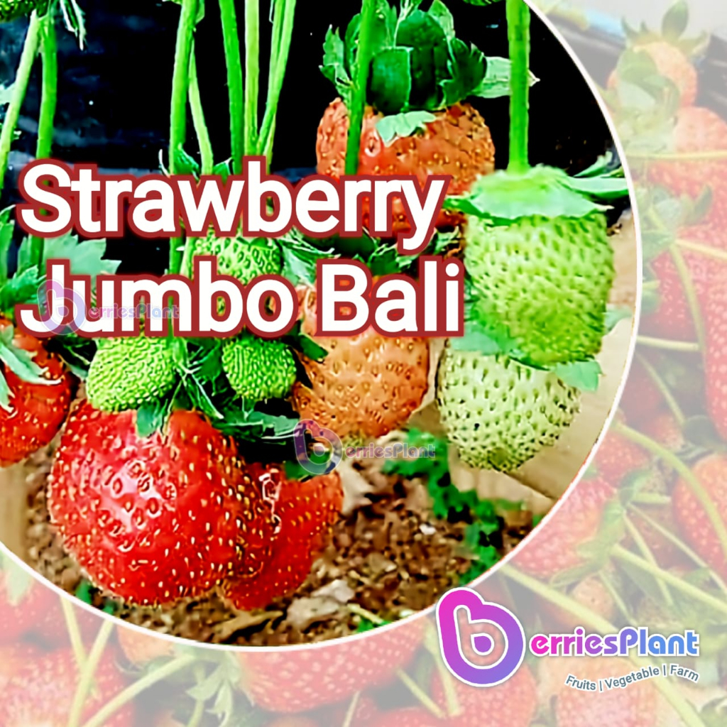 Bibit Strawberry Jumbo Bali | Dataran Rendah | Cepat Berbuah | Bibit Stroberi | BerriesPlant