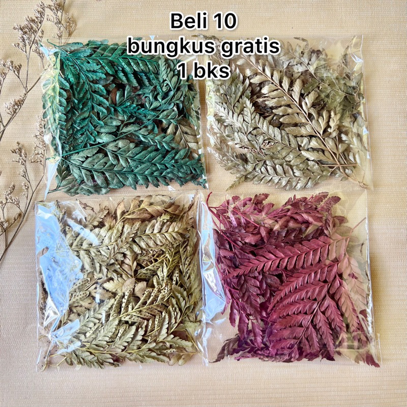 (8-12 helai) Daun Pakis Kering Daun Kering  Daun Kering  Rayung stik grosir dekorasi rumah grosir la